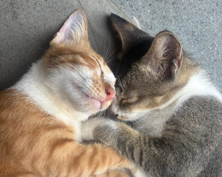Pasih und Nemo, Katzen von We Do OCEAN, Padang Bai, Bali | Pasih and Nemo, We Do OCEAN's cats, Padang Bai, Bali